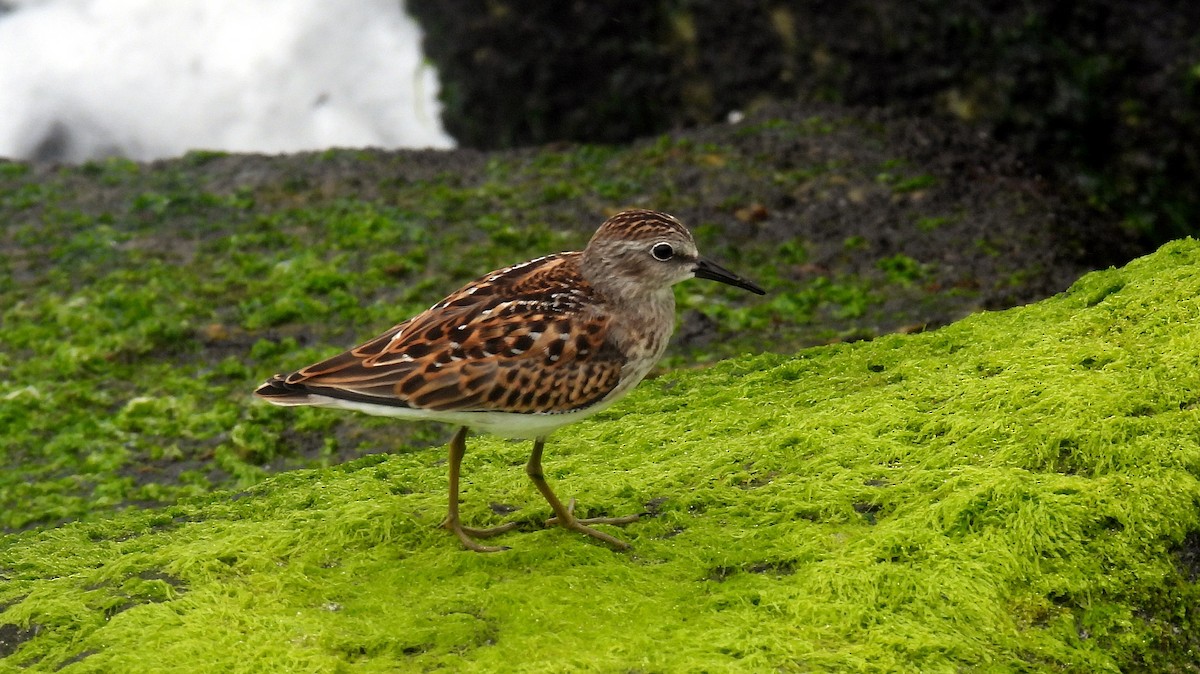 Least Sandpiper - ML605193771