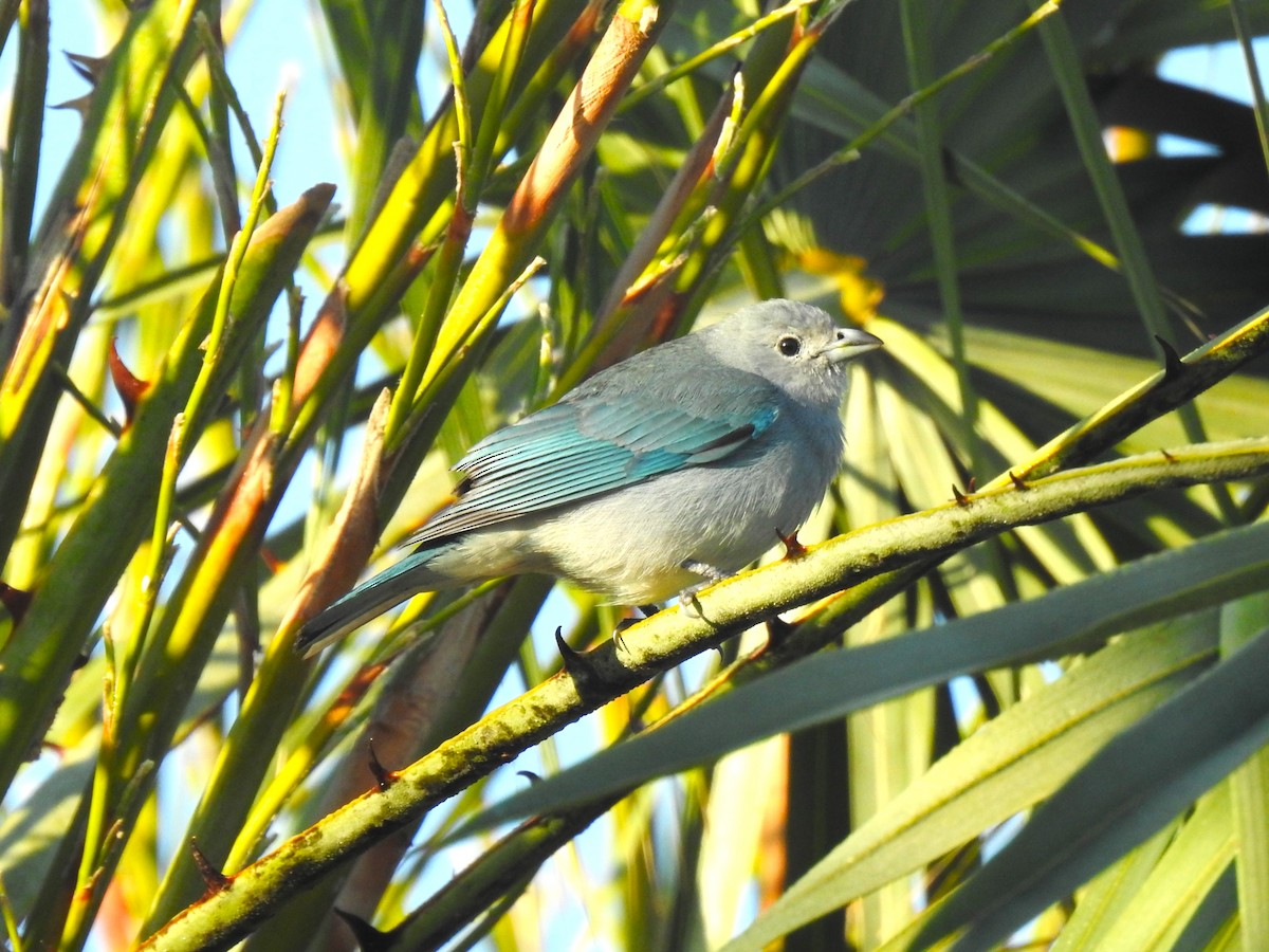 Sayaca Tanager - ML605195321