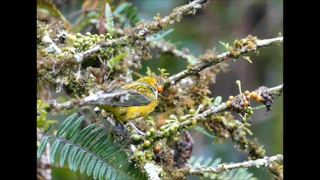 Silver-throated Tanager - ML605195411