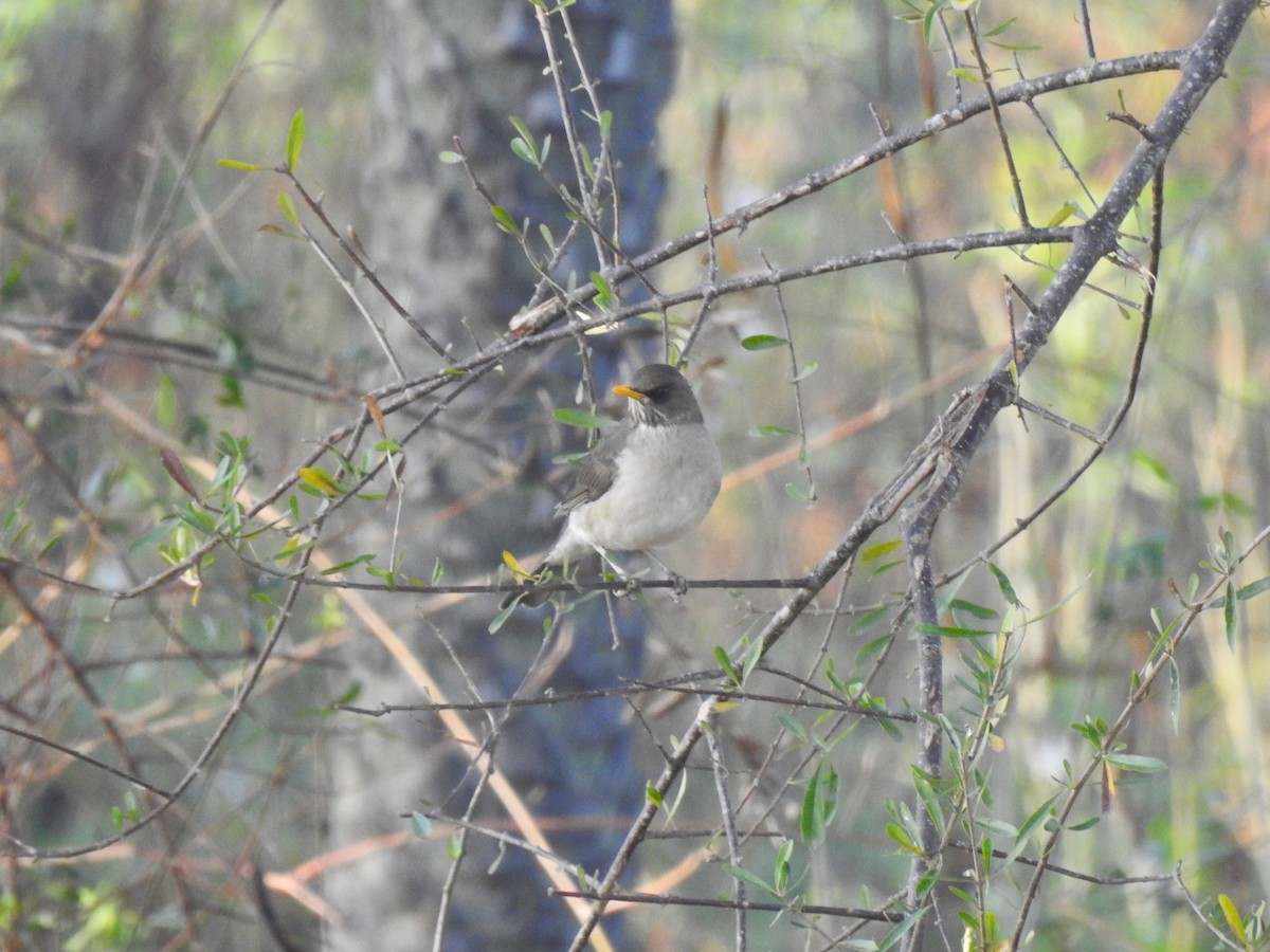 Creamy-bellied Thrush - Ricardo Centurión