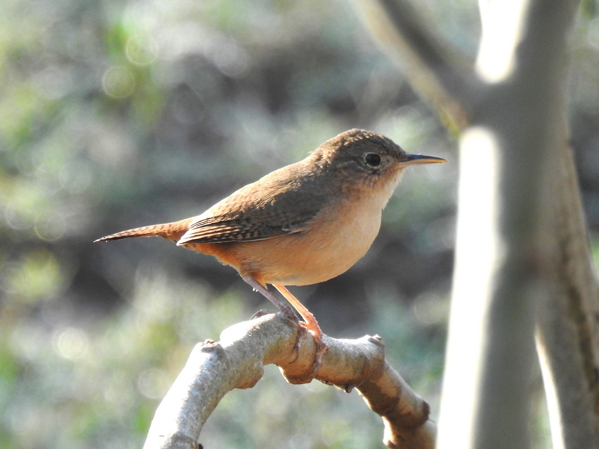 House Wren (Southern) - ML605195721