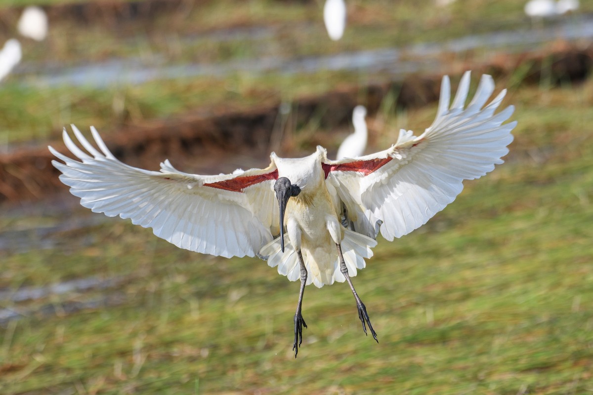 Black-headed Ibis - Sree ..