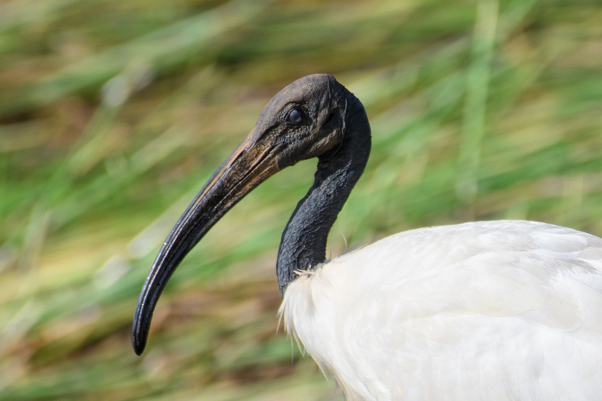 ibis černohlavý - ML605196461