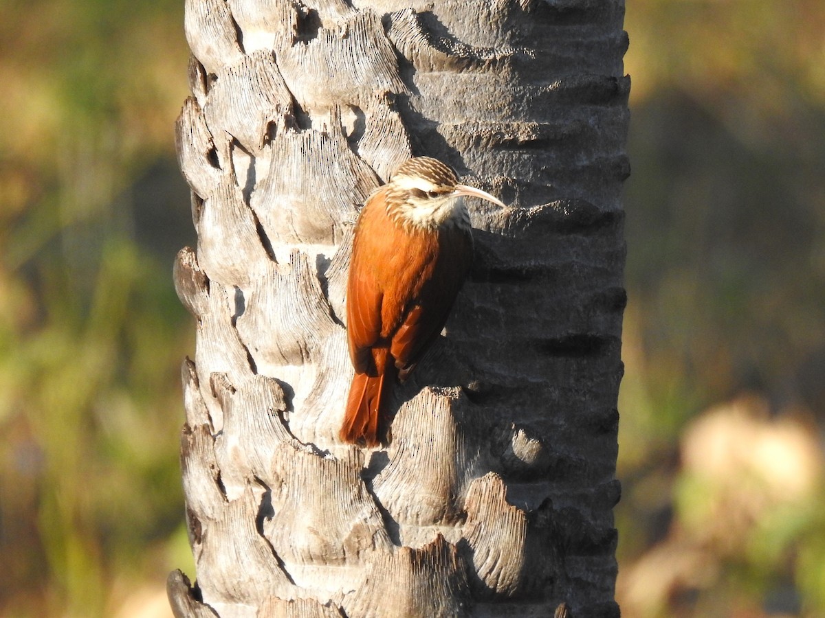 Narrow-billed Woodcreeper - Ricardo Centurión