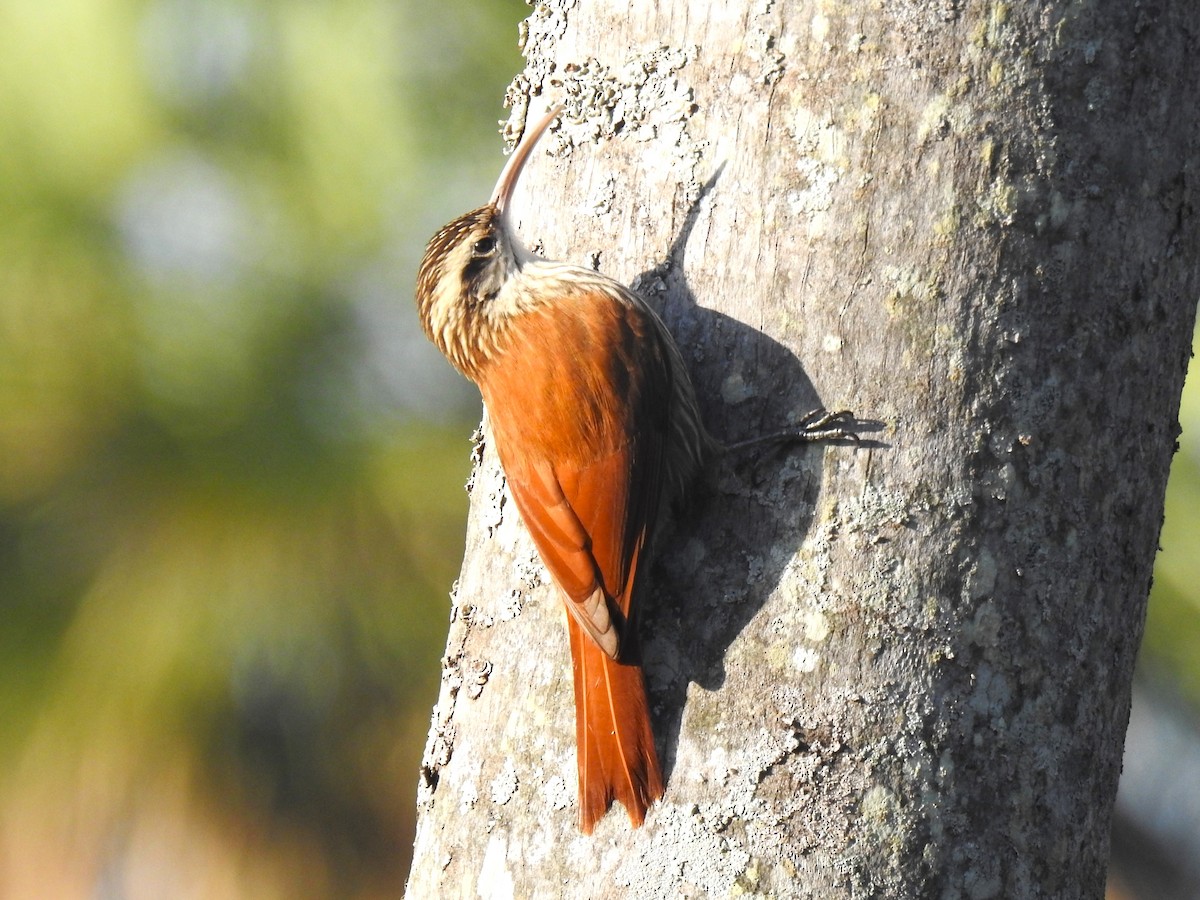 Narrow-billed Woodcreeper - ML605196811