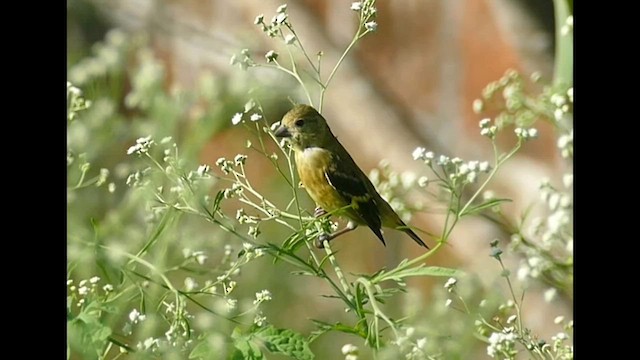 Saffron Siskin - ML605197021