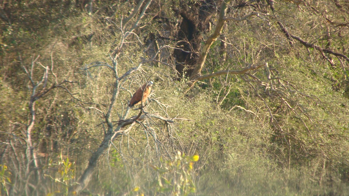 Black-collared Hawk - ML605197221