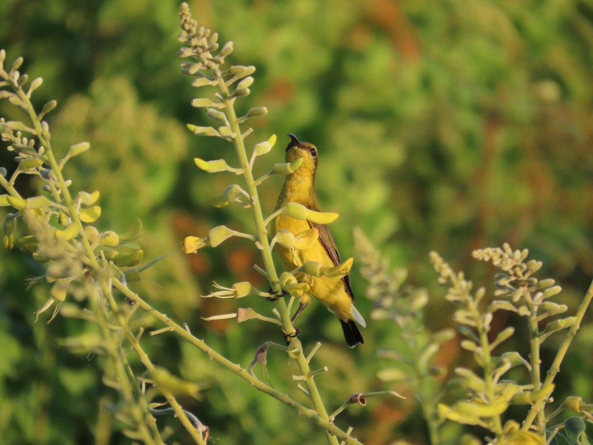 Ornate Sunbird - Anonymous