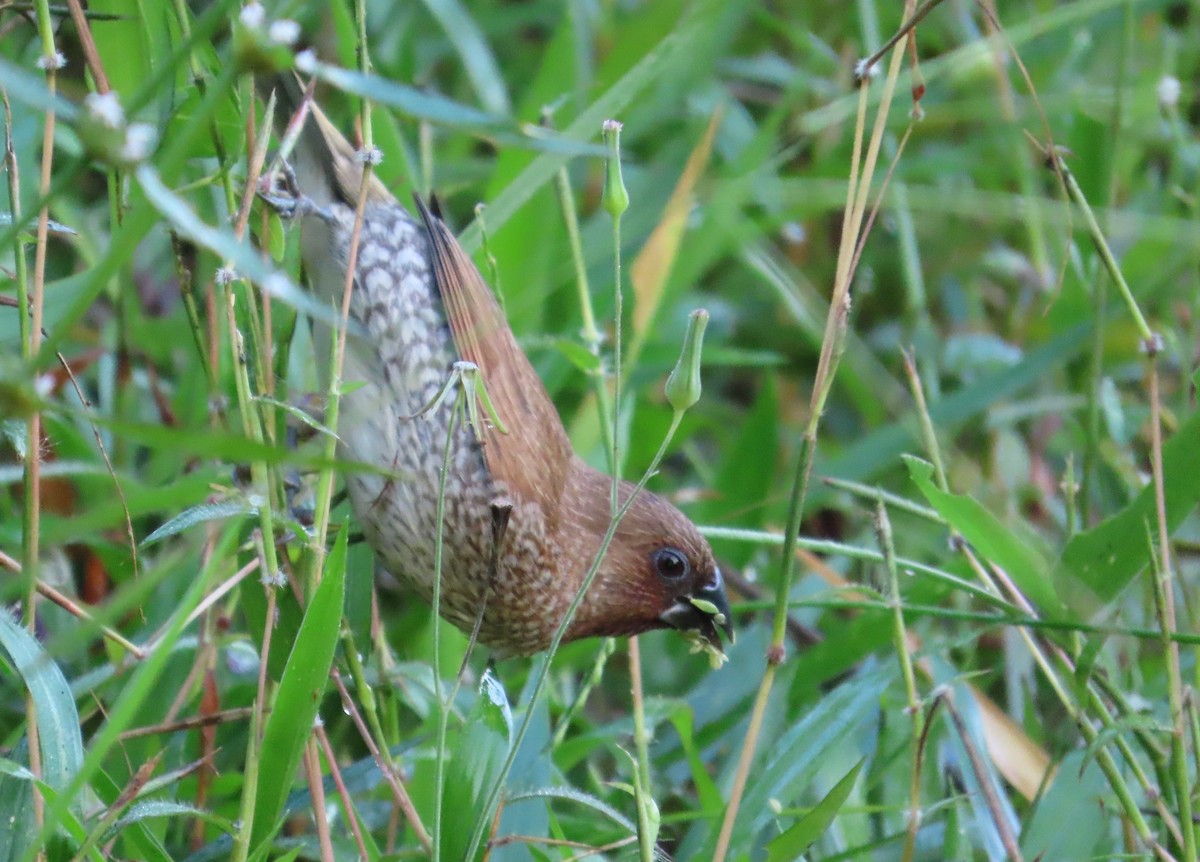 Scaly-breasted Munia - Anonymous