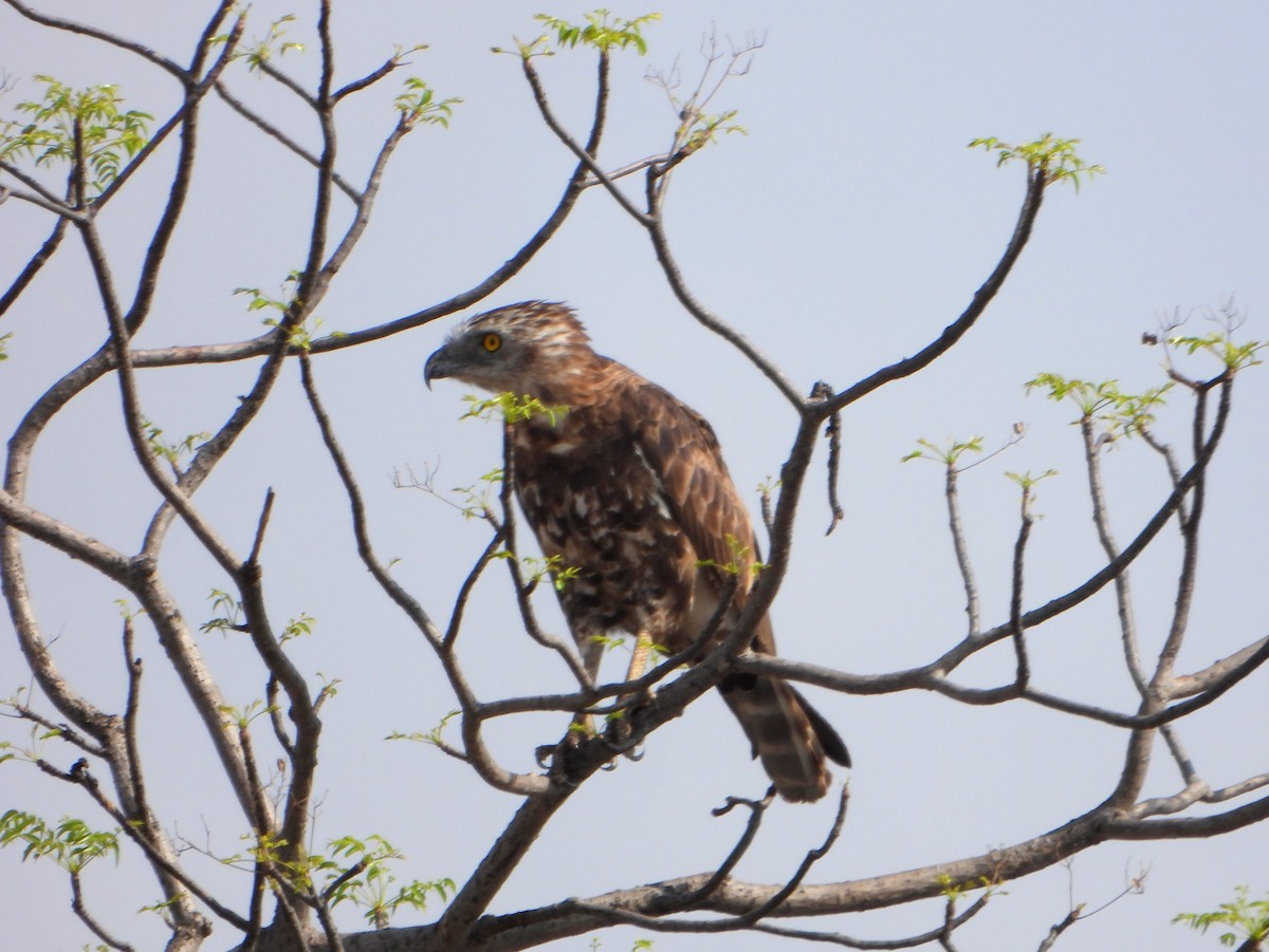 Brown Snake-Eagle - ML605197981