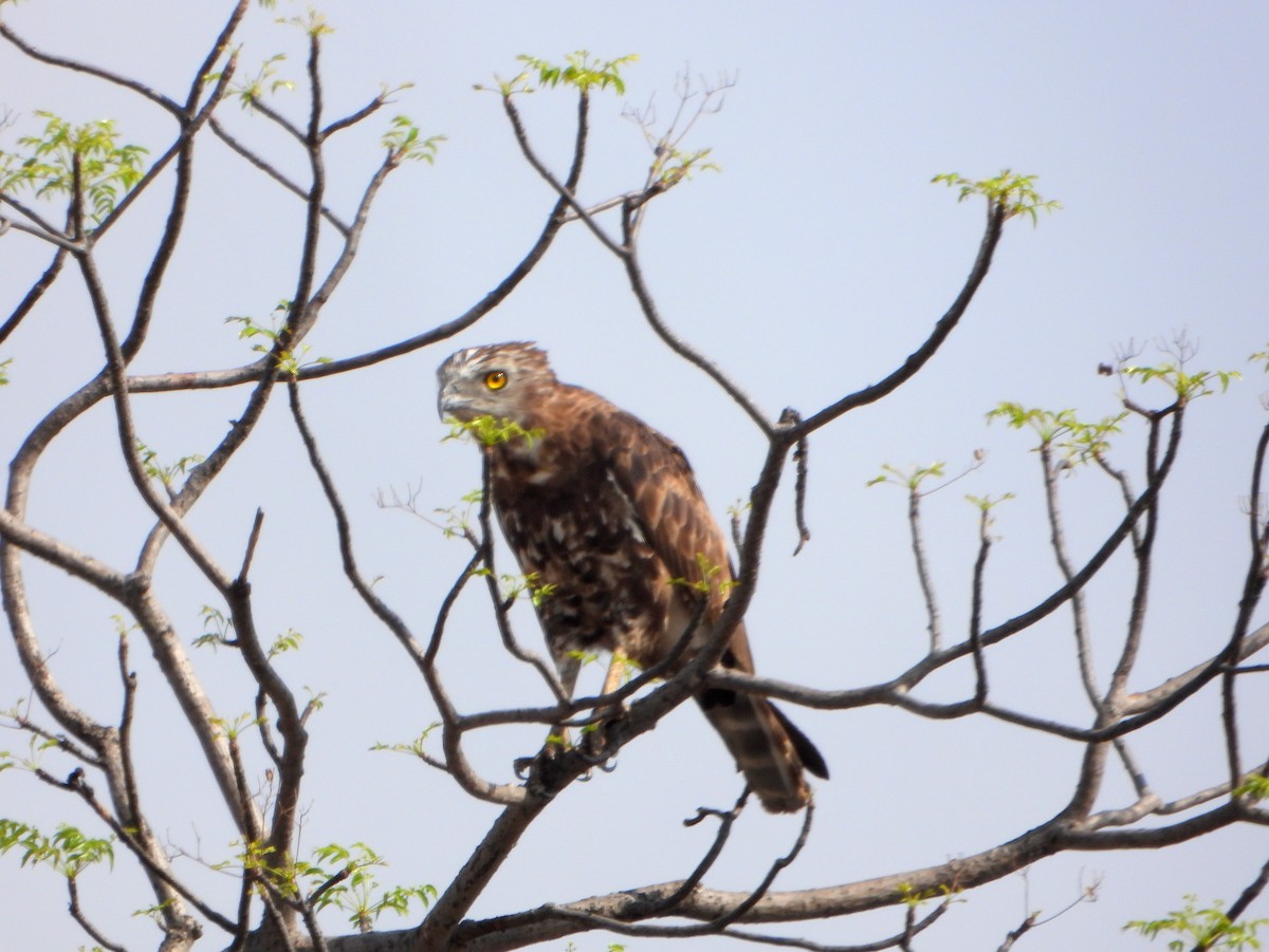 Brown Snake-Eagle - ML605197991