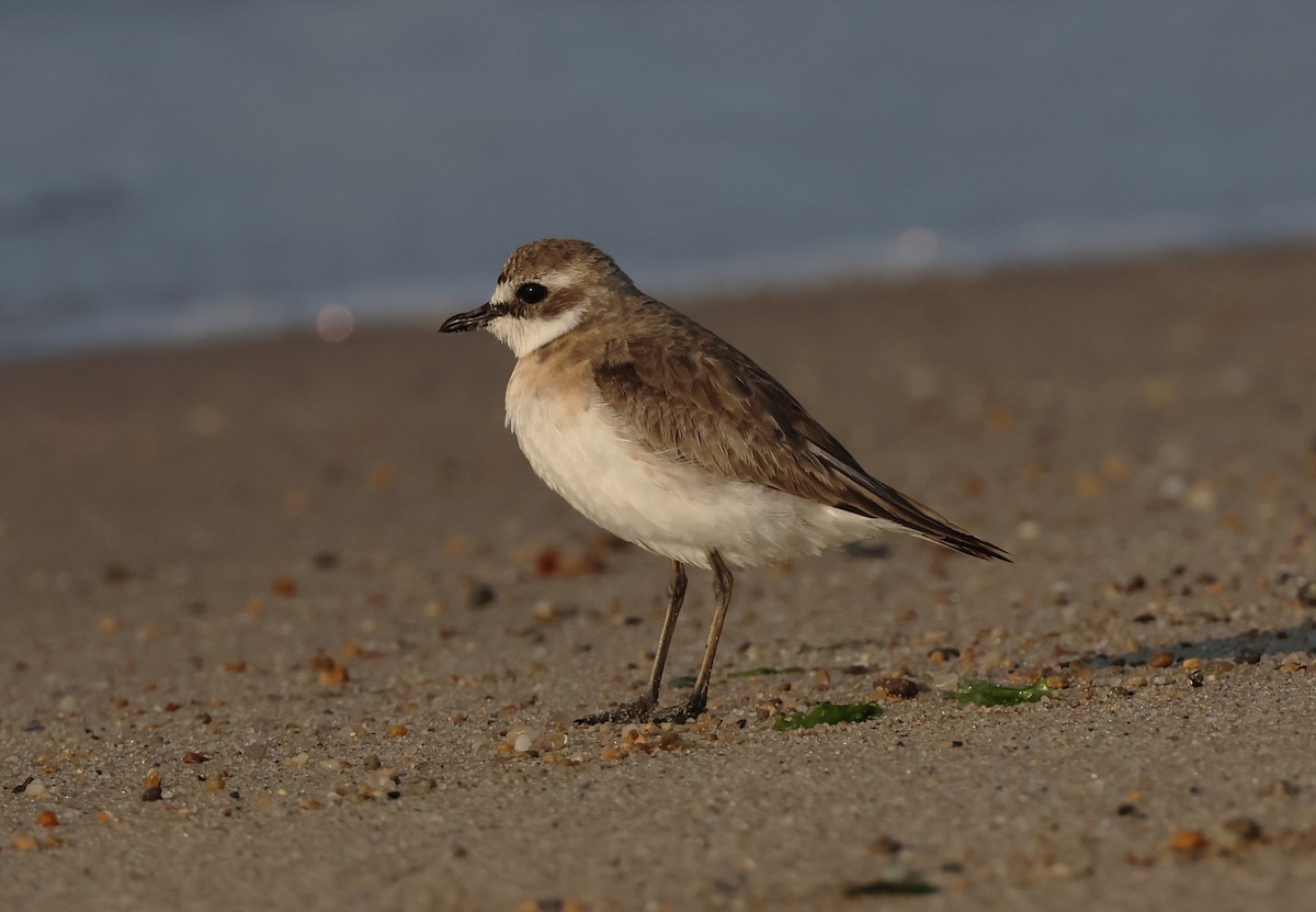 Siberian Sand-Plover - ML605198291