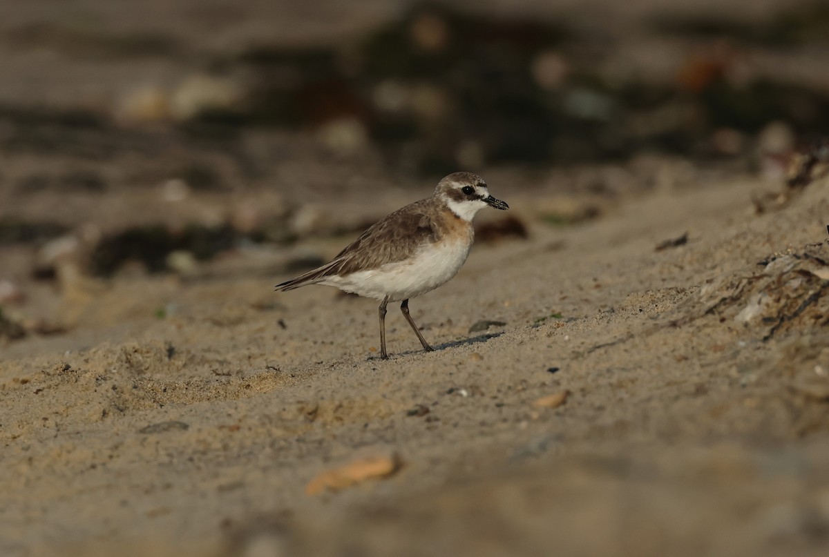 Siberian Sand-Plover - ML605198331