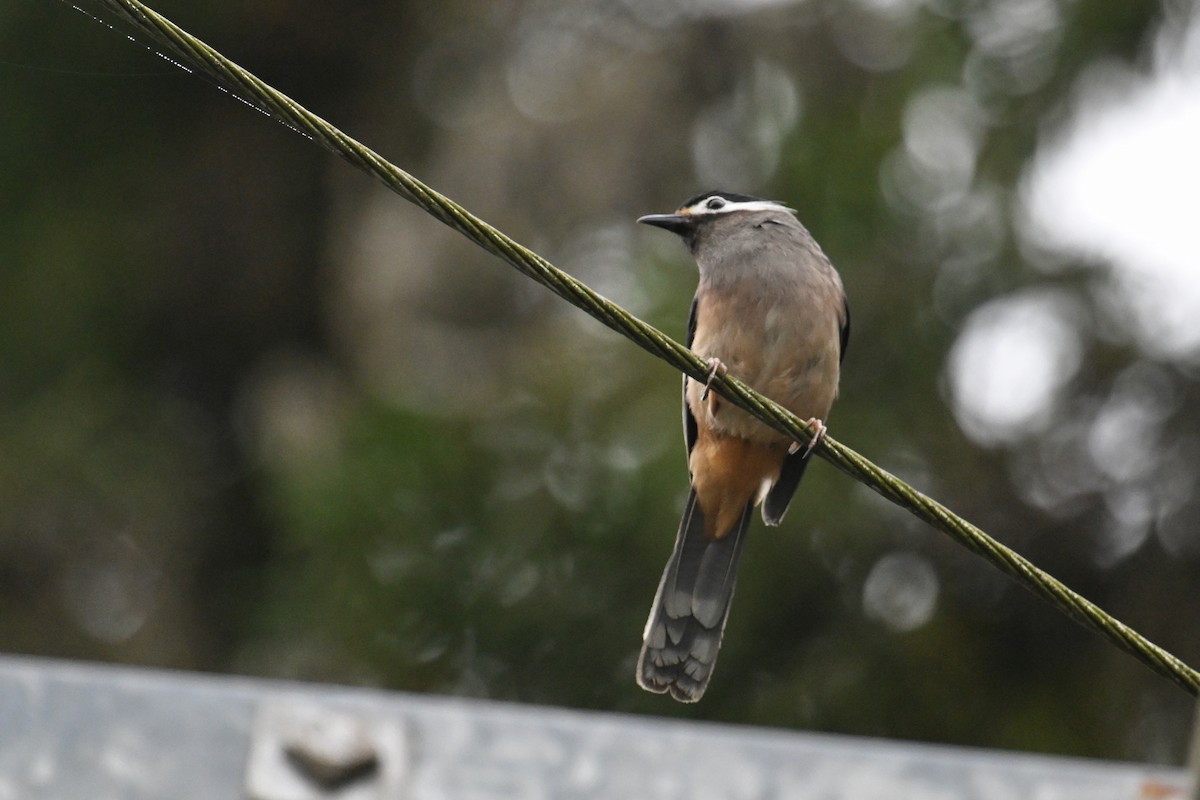 White-eared Sibia - ML605198551