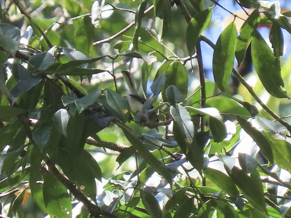 Guianan Gnatcatcher - ML605198601