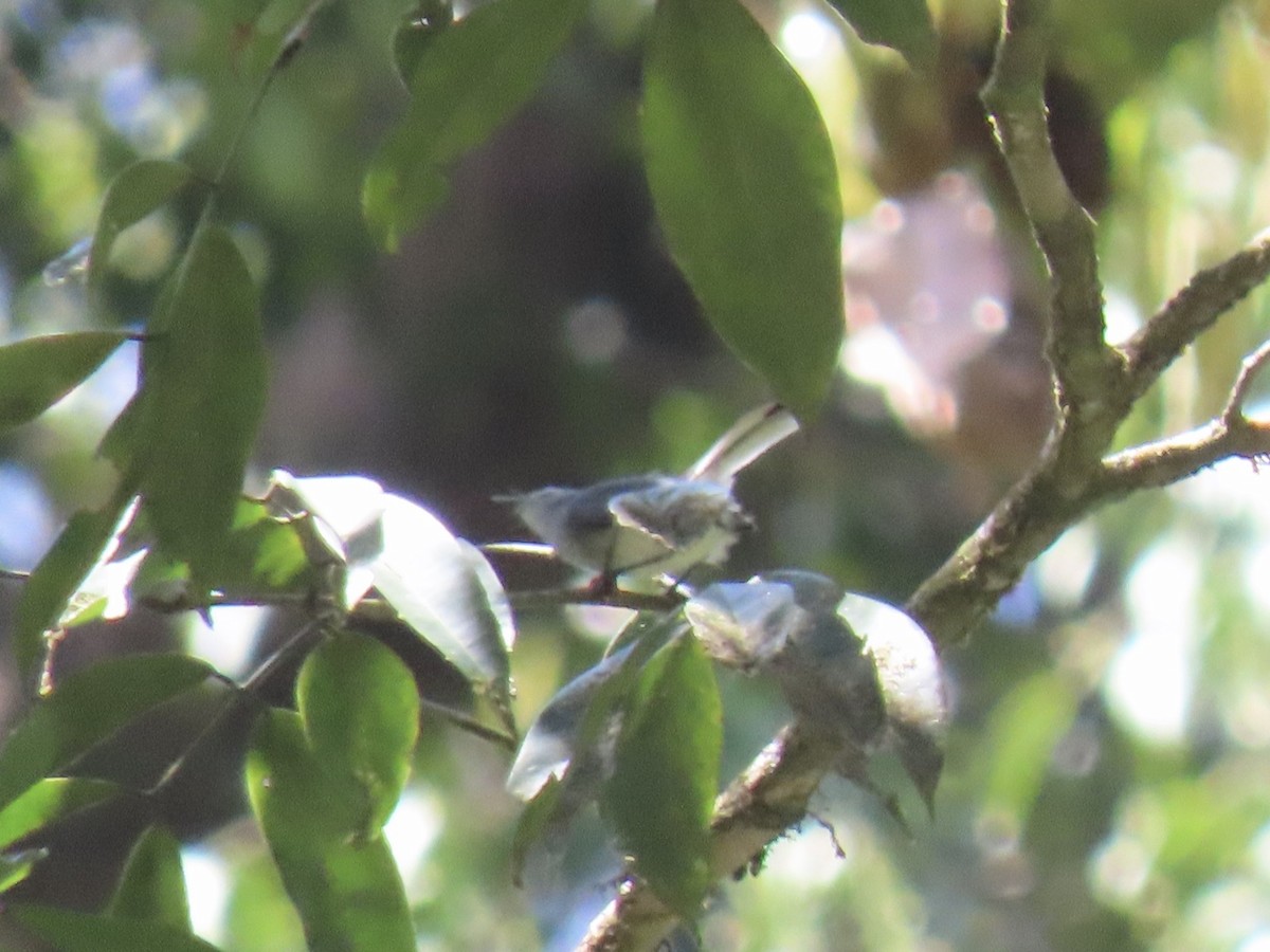 Guianan Gnatcatcher - Alexandre Grave