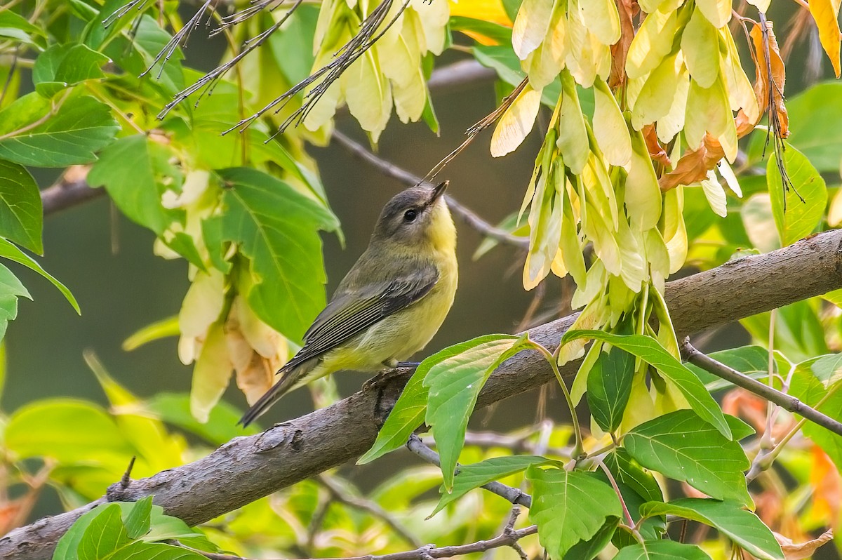 Philadelphia Vireo - ML605199971