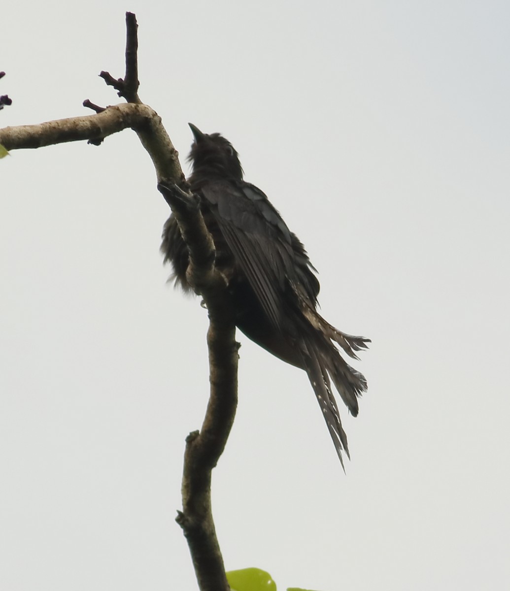 Fork-tailed Drongo-Cuckoo - Savio Fonseca (www.avocet-peregrine.com)