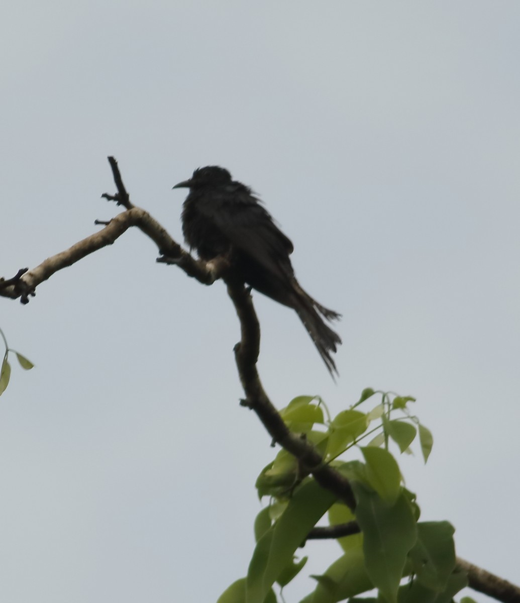 Fork-tailed Drongo-Cuckoo - Savio Fonseca (www.avocet-peregrine.com)