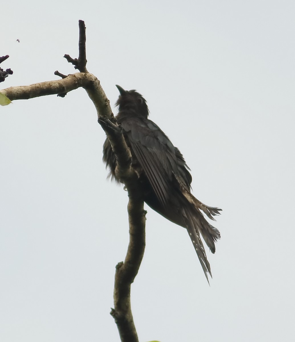 Fork-tailed Drongo-Cuckoo - Savio Fonseca (www.avocet-peregrine.com)
