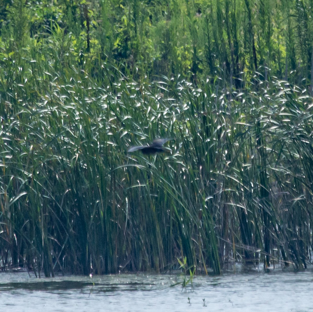 Striated Heron - ML605200771