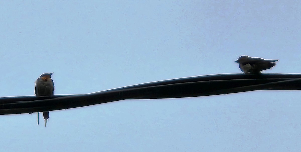 Golondrina del Pacífico - ML605200921