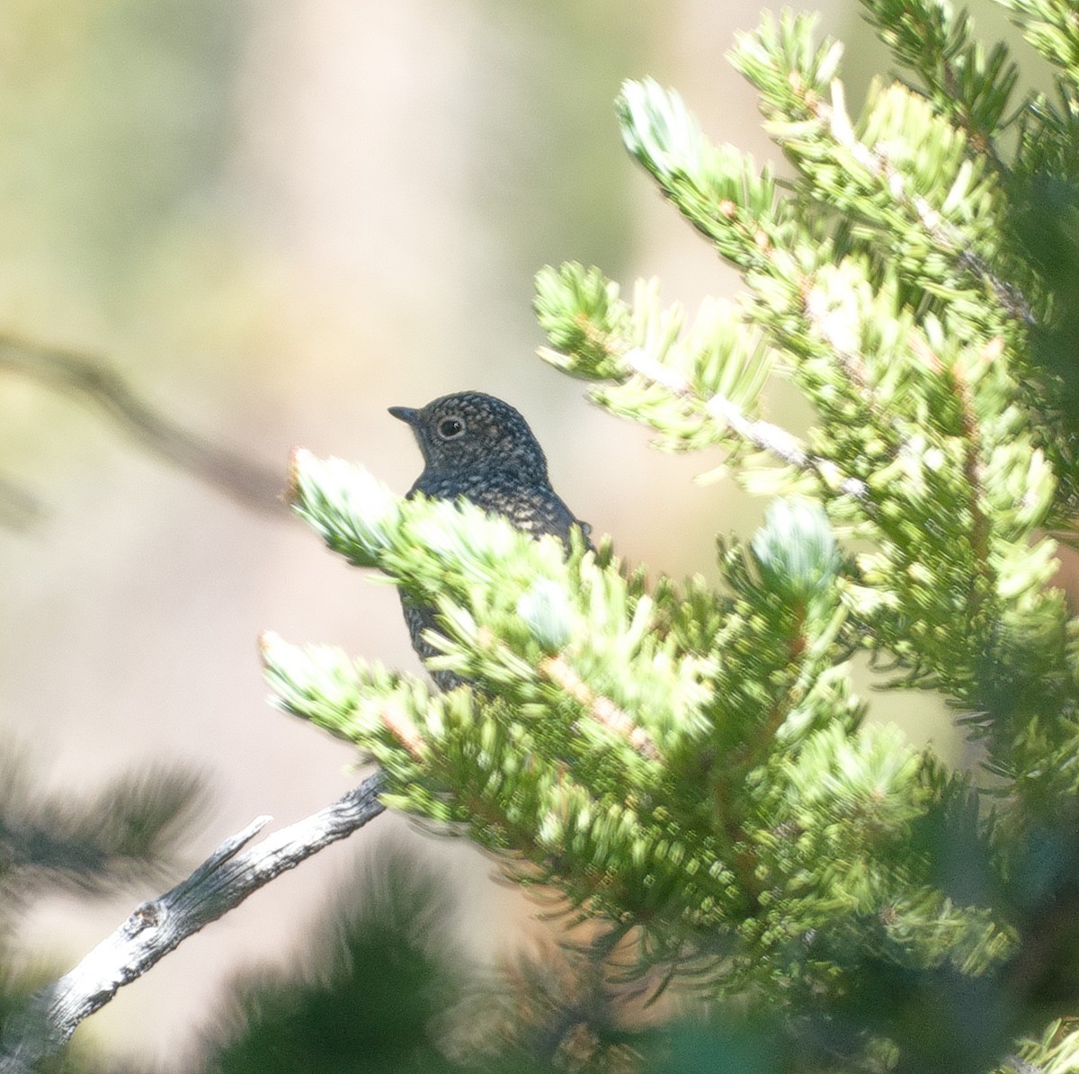 Townsend's Solitaire - ML605201041