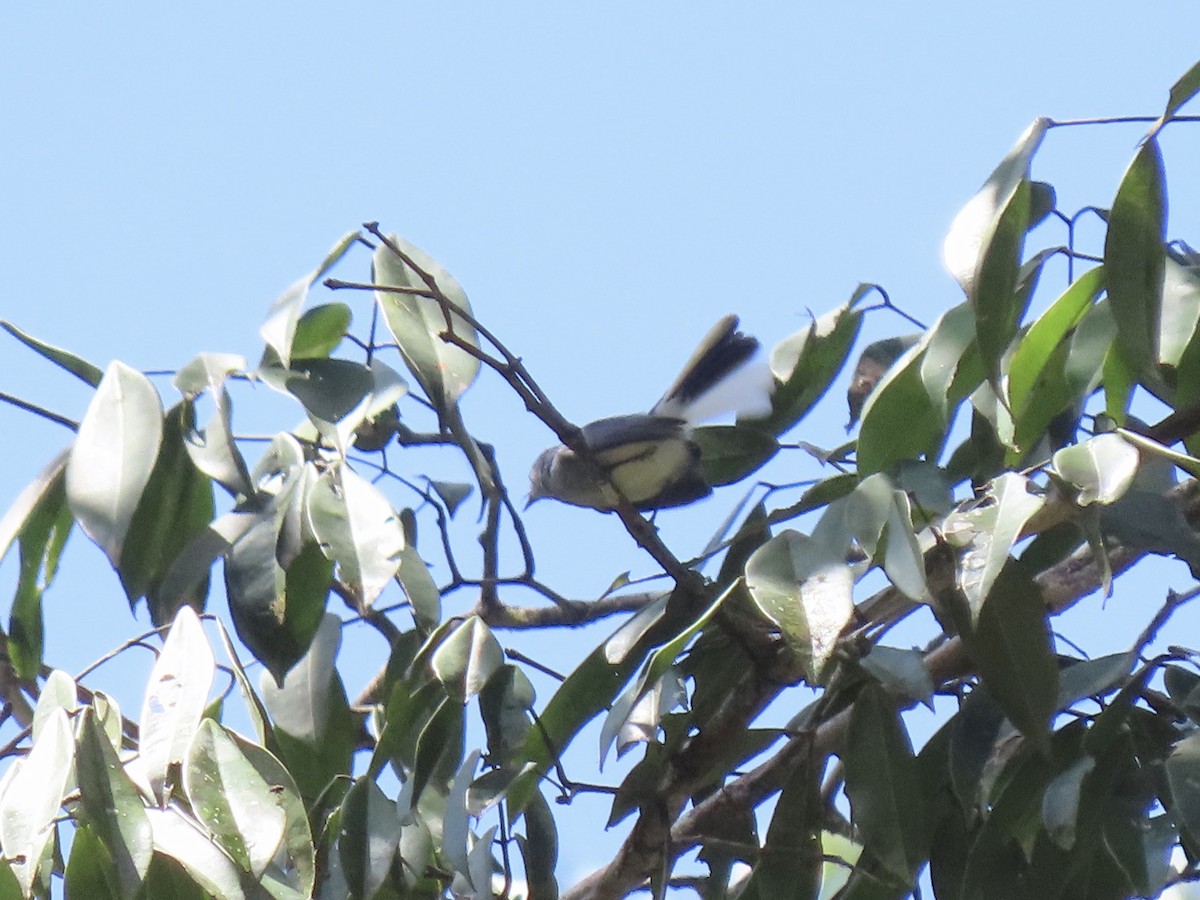 Guianan Gnatcatcher - Alexandre Grave