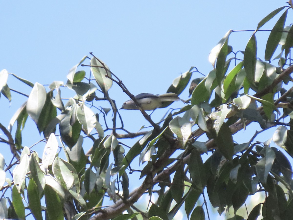 Guianan Gnatcatcher - Alexandre Grave