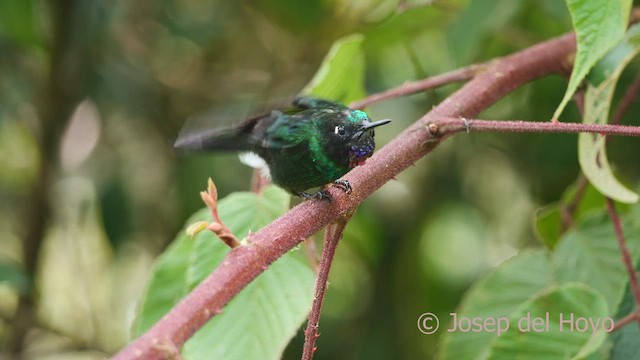 Colibrí Turmalina - ML605202471