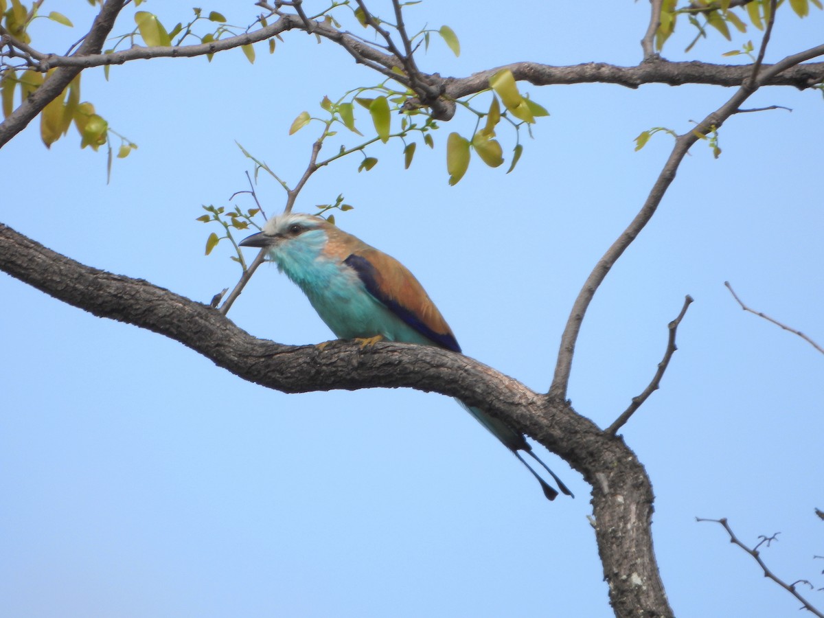 Racket-tailed Roller - ML605202541