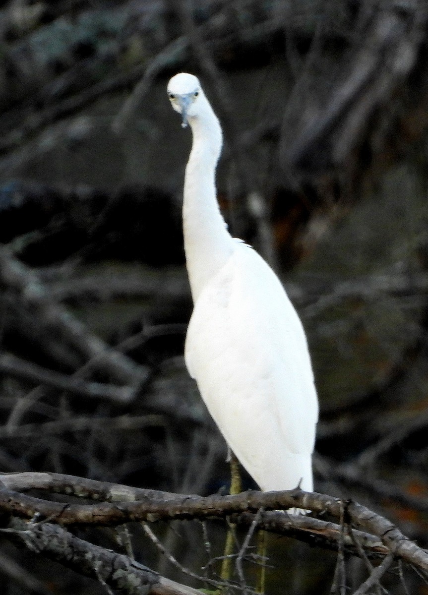 Little Blue Heron - ML605203151