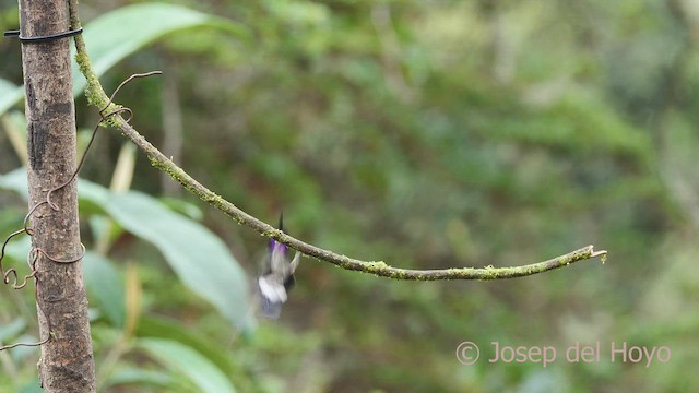 kolibřík turmalinový - ML605203411