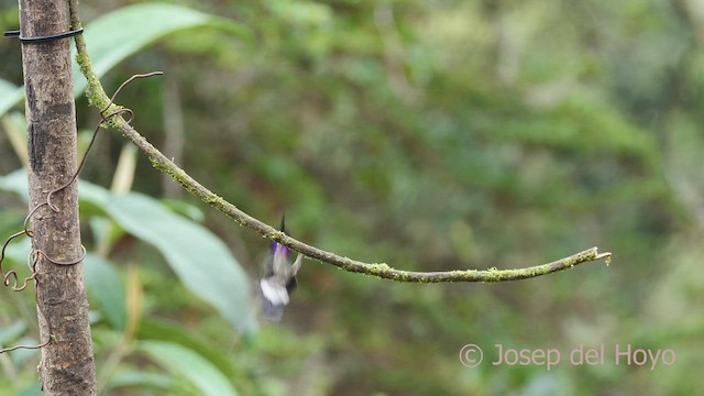 Colibrí Turmalina - ML605203411