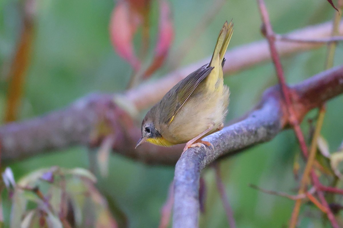 Common Yellowthroat - Matthew Brown