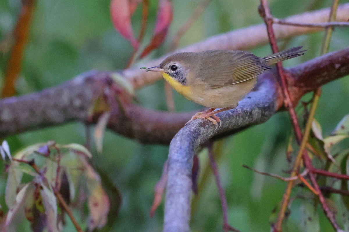 Common Yellowthroat - Matthew Brown