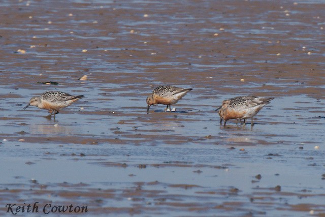 Red Knot - ML605204771