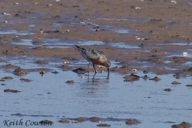 Red Knot - Keith Cowton