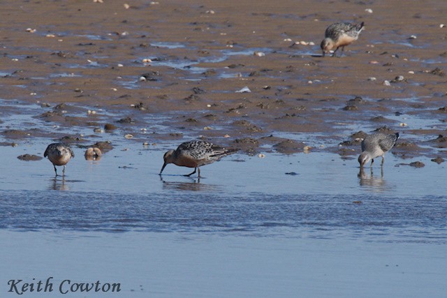 Red Knot - ML605204791