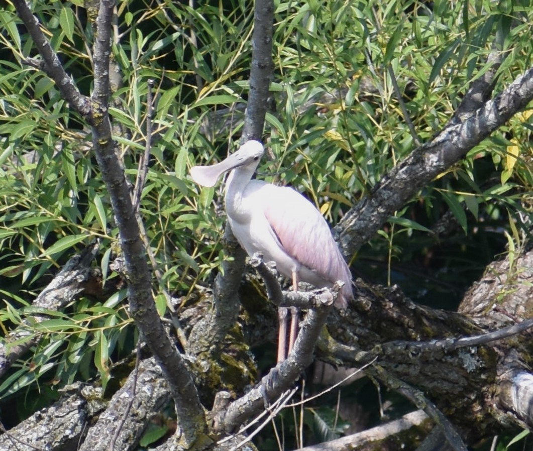 Roseate Spoonbill - ML605205291