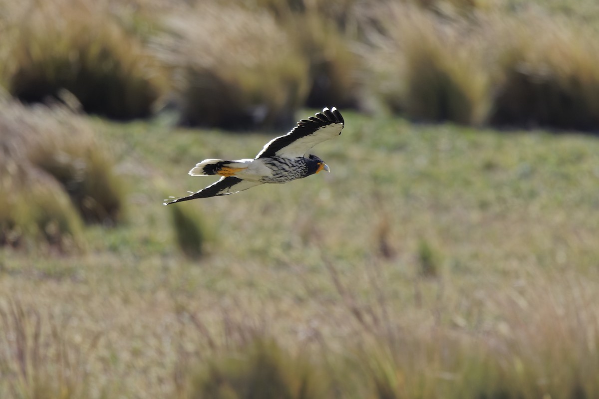 Carunculated Caracara - ML605205891