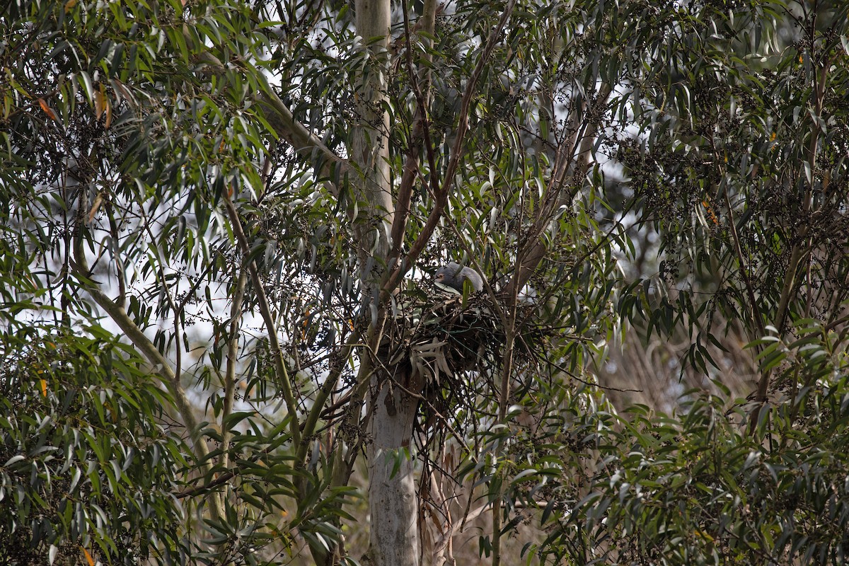 African Harrier-Hawk - ML605206021