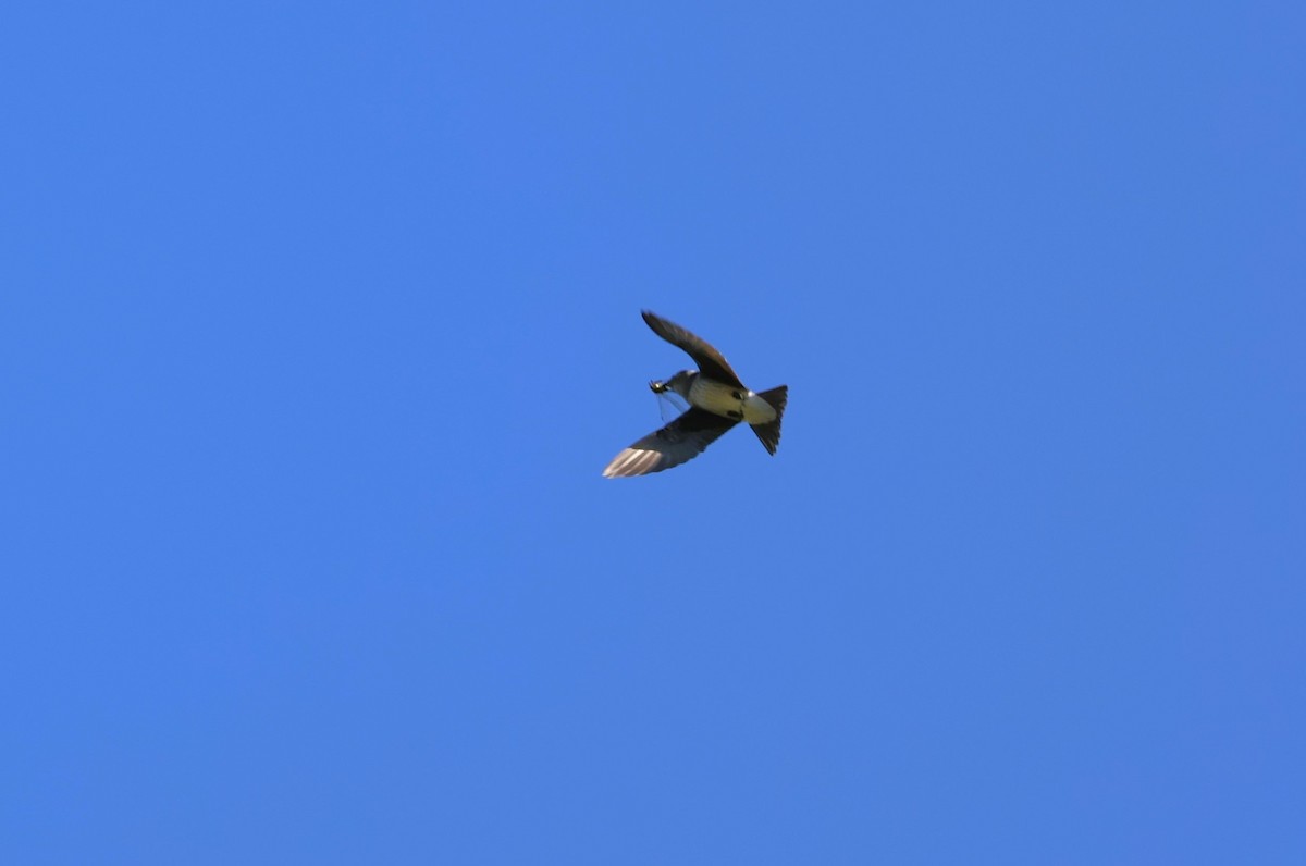 Northern Rough-winged Swallow - ML605206391