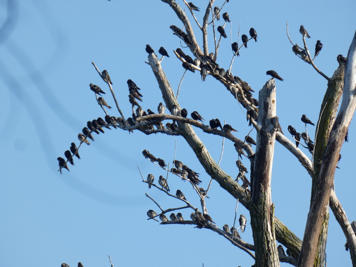 Purple Martin - ML605207331