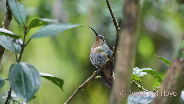 kolibřík aksamitový - ML605207501