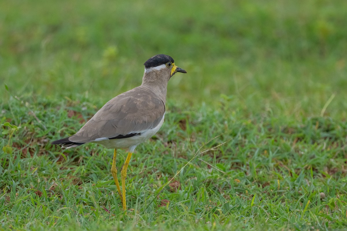 Yellow-wattled Lapwing - ML605208001