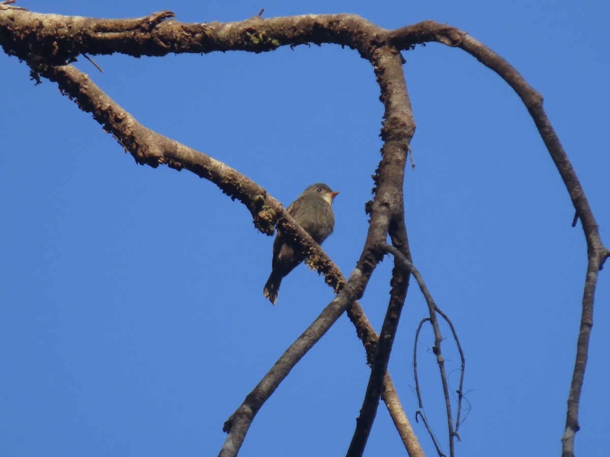 White-throated Pewee - ML605208281