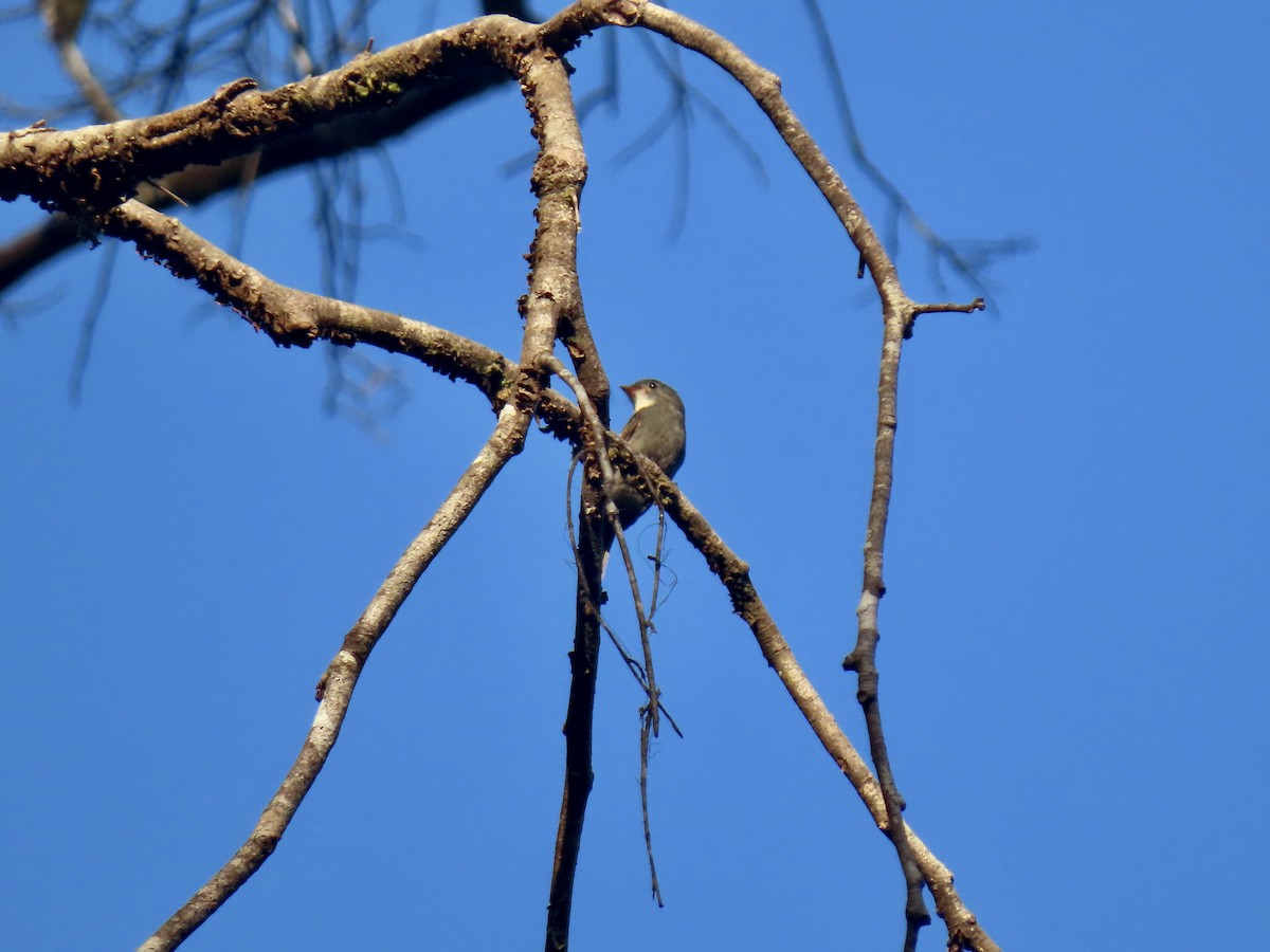 White-throated Pewee - ML605208291