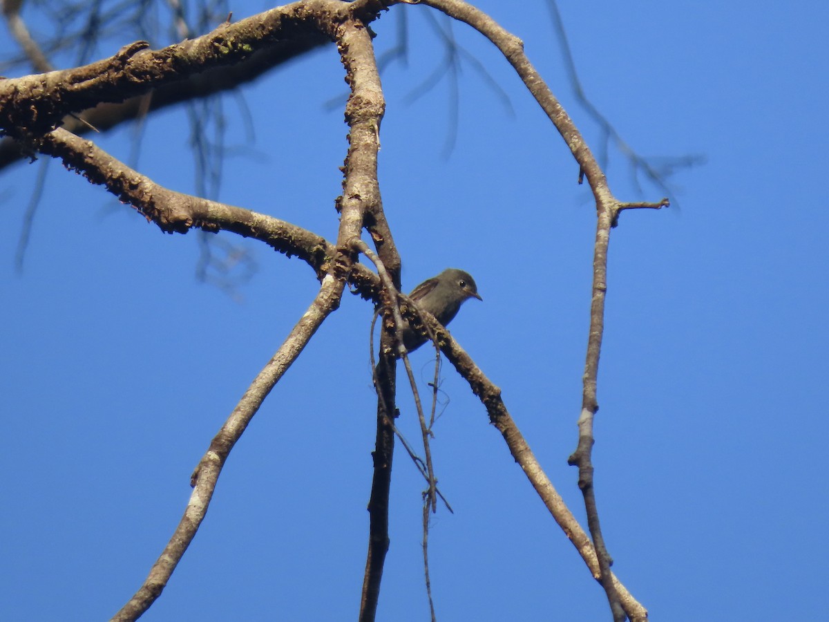 White-throated Pewee - ML605208301