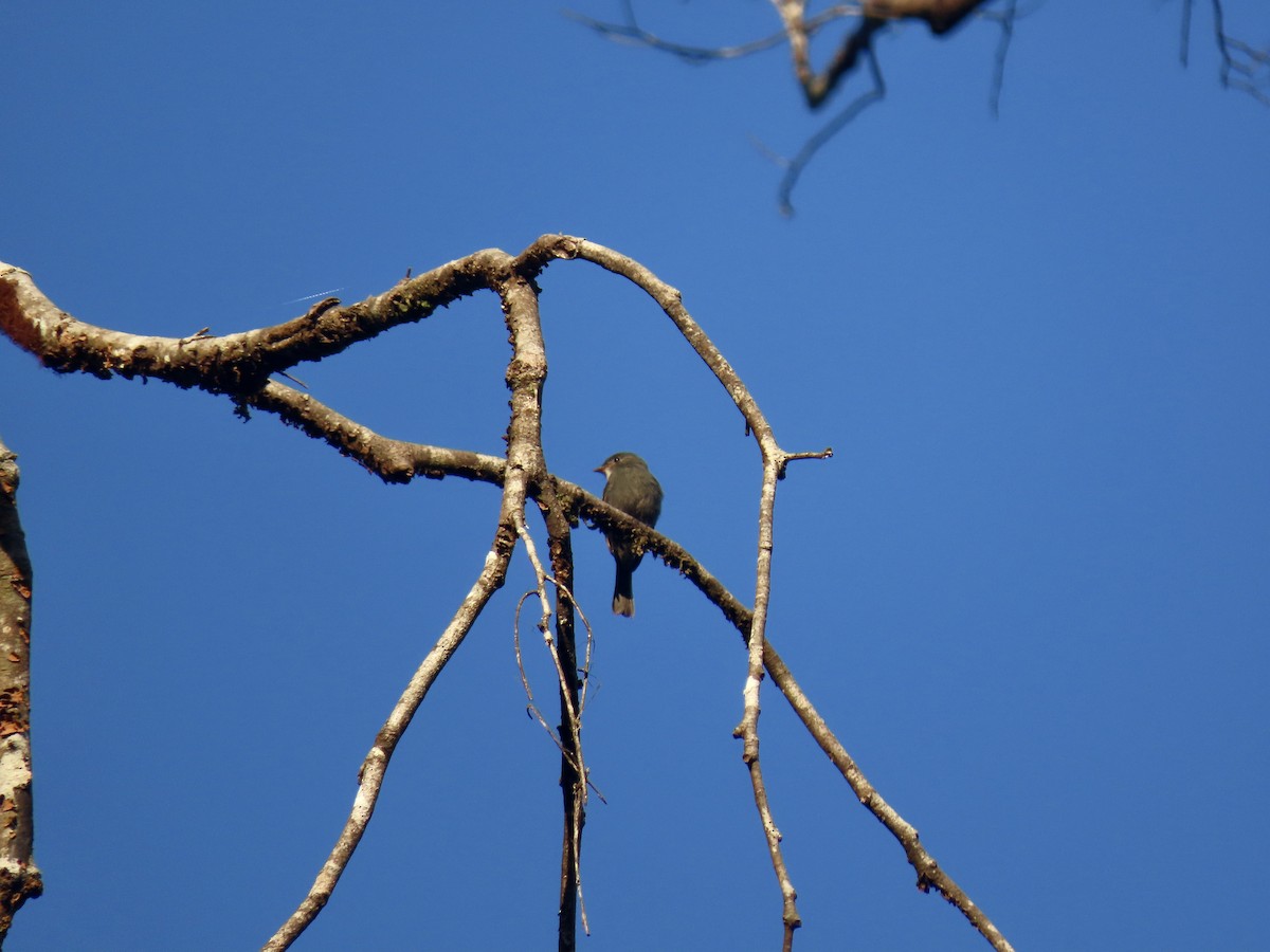 White-throated Pewee - ML605208311